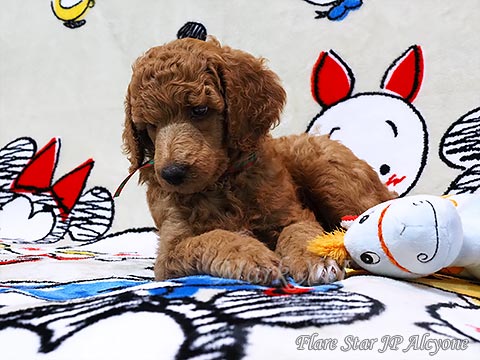 �X�^���_�[�h�v�[�h���@���b�h